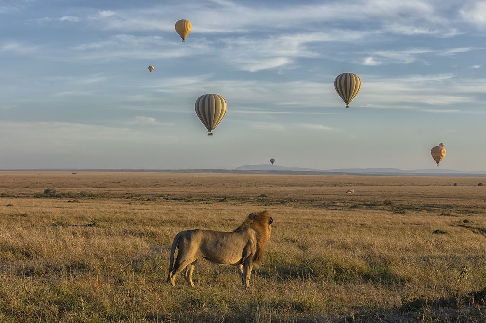 Quintessential Maasai Mara.