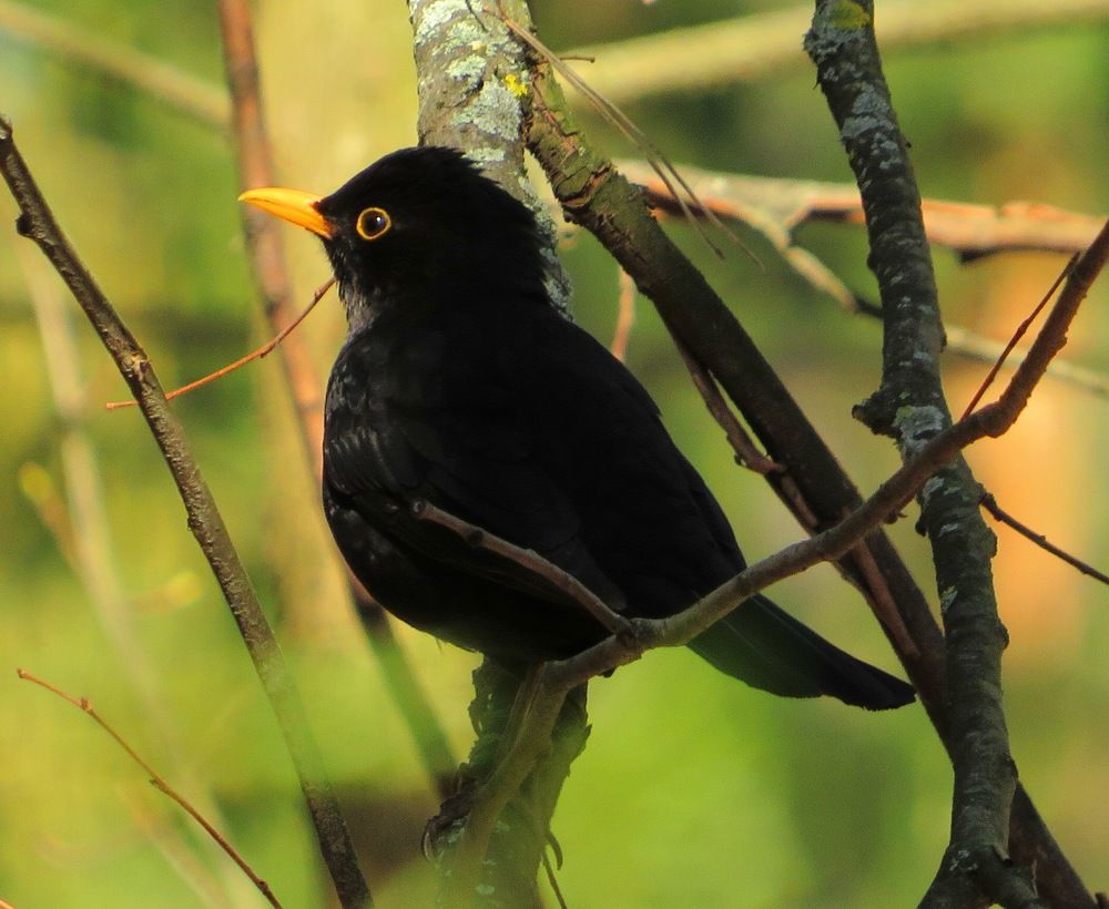 Чёрный дрозд