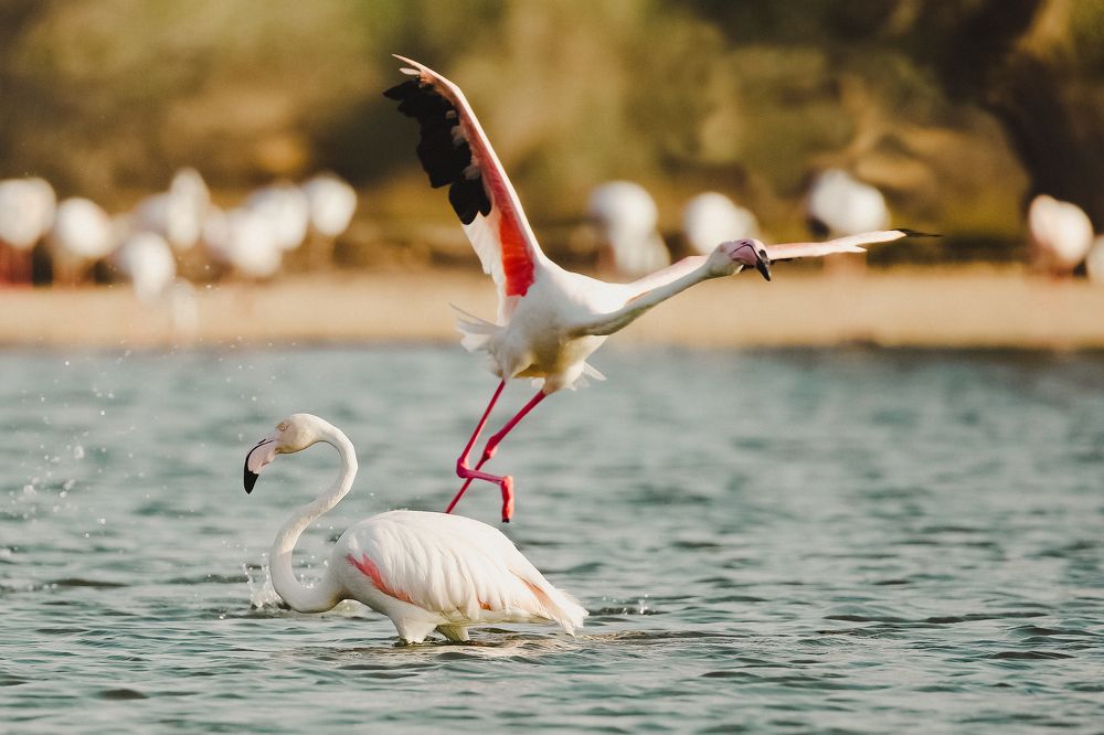 Photograph by Sanja Ristivojevic