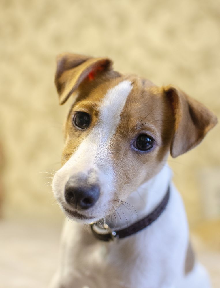 Любопытство в объективе