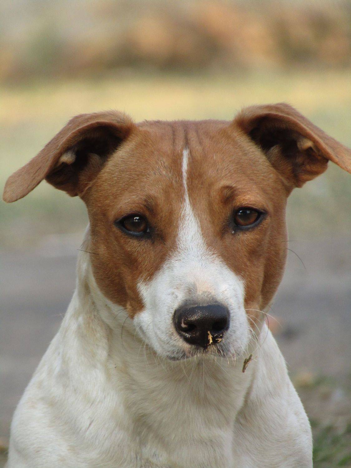 Rover The Jack russel