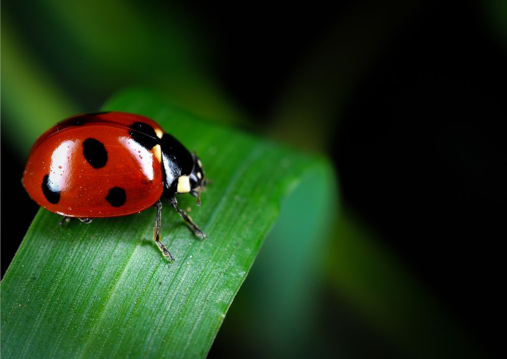 Фотография автора RAJENDRAN VINISHA