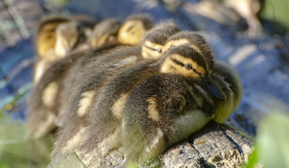 Photograph by Роман Кудрявцев