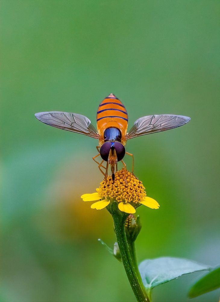 Photograph by Md Rezwan