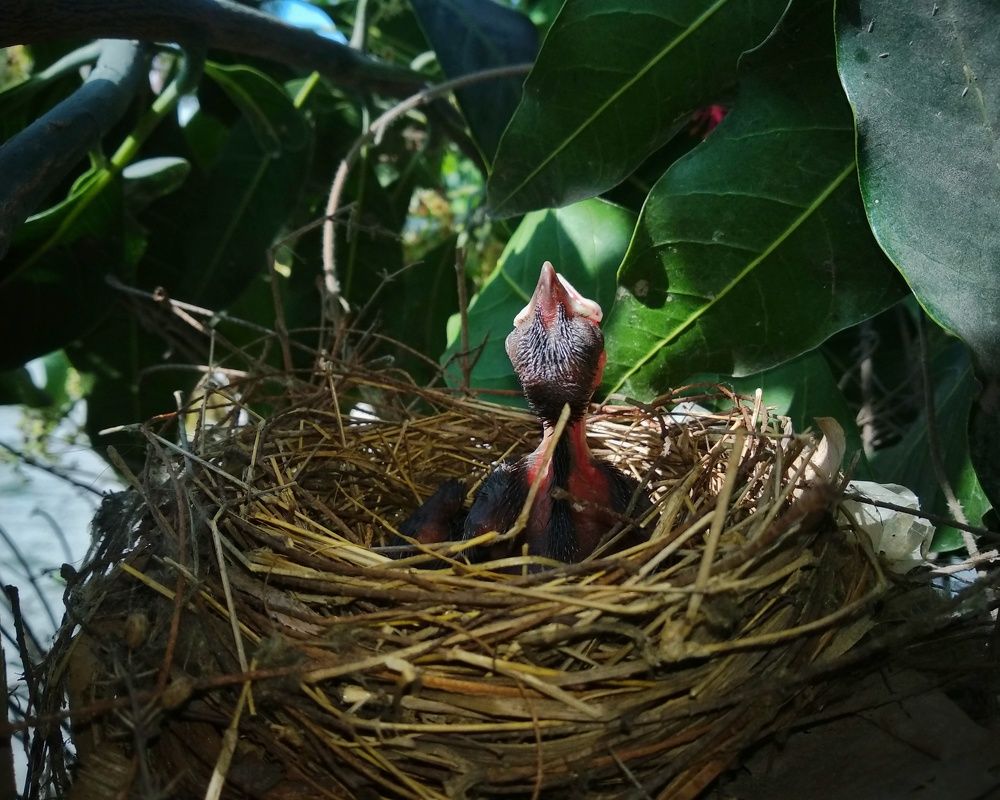 Photograph by Hrithik Singh