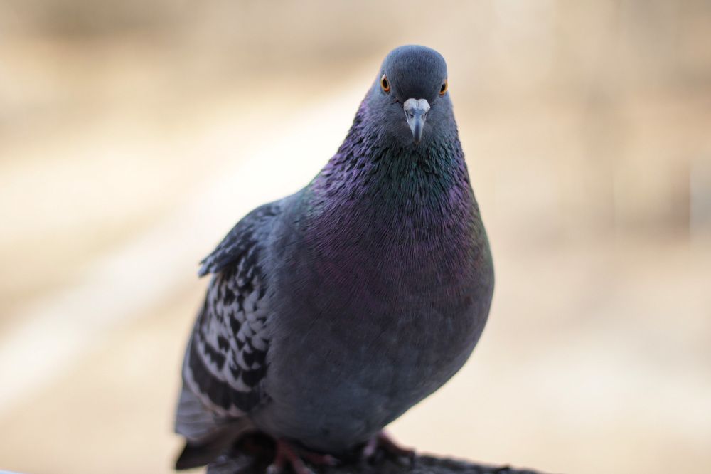 Photograph by Mari Kir