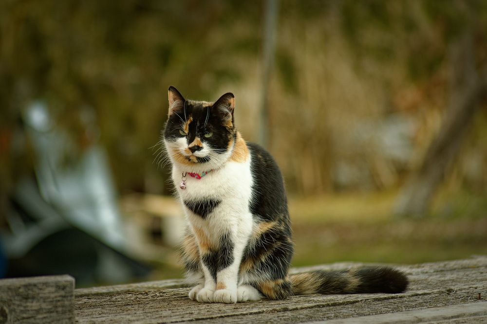 Photograph by Aleksei Degtjarjov