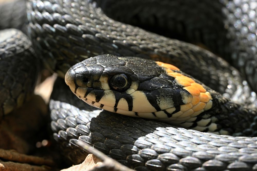 Photograph by Алексей Гордеев