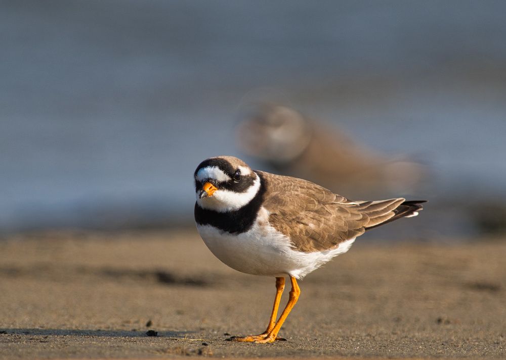 Фотография автора Большаков Алексей