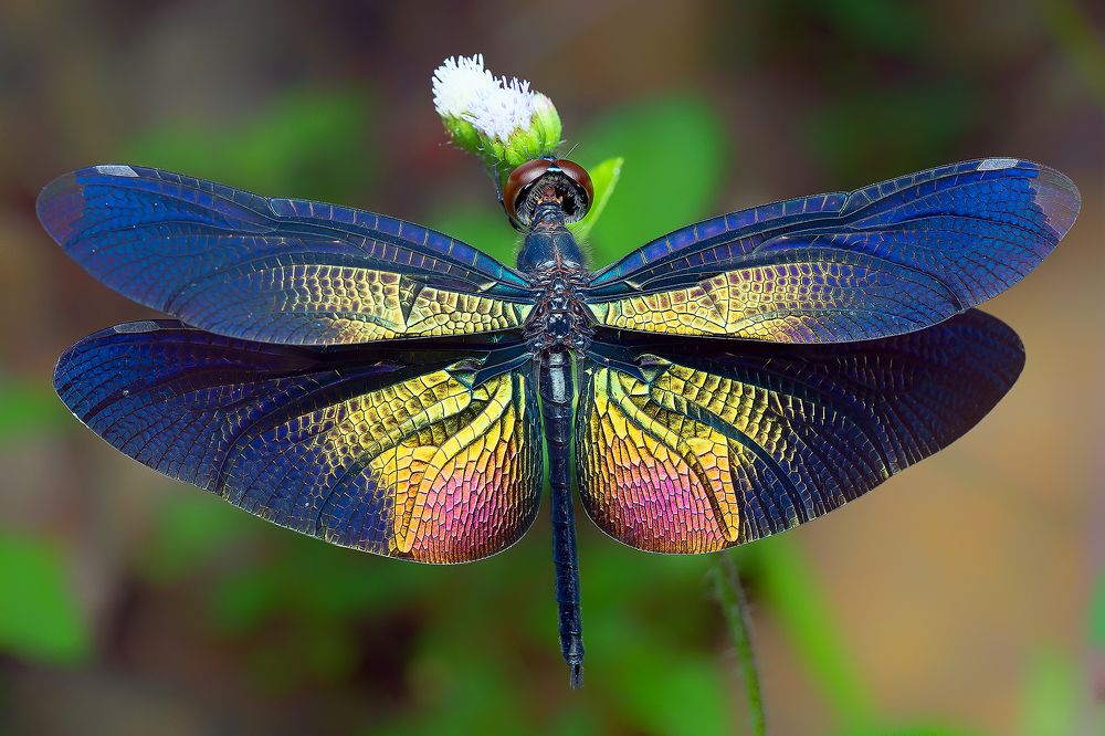 Photograph by Marcus Kam