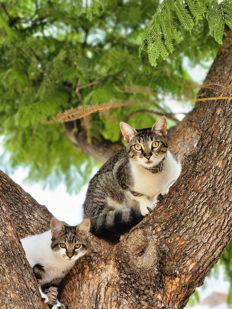 Wild inheritance