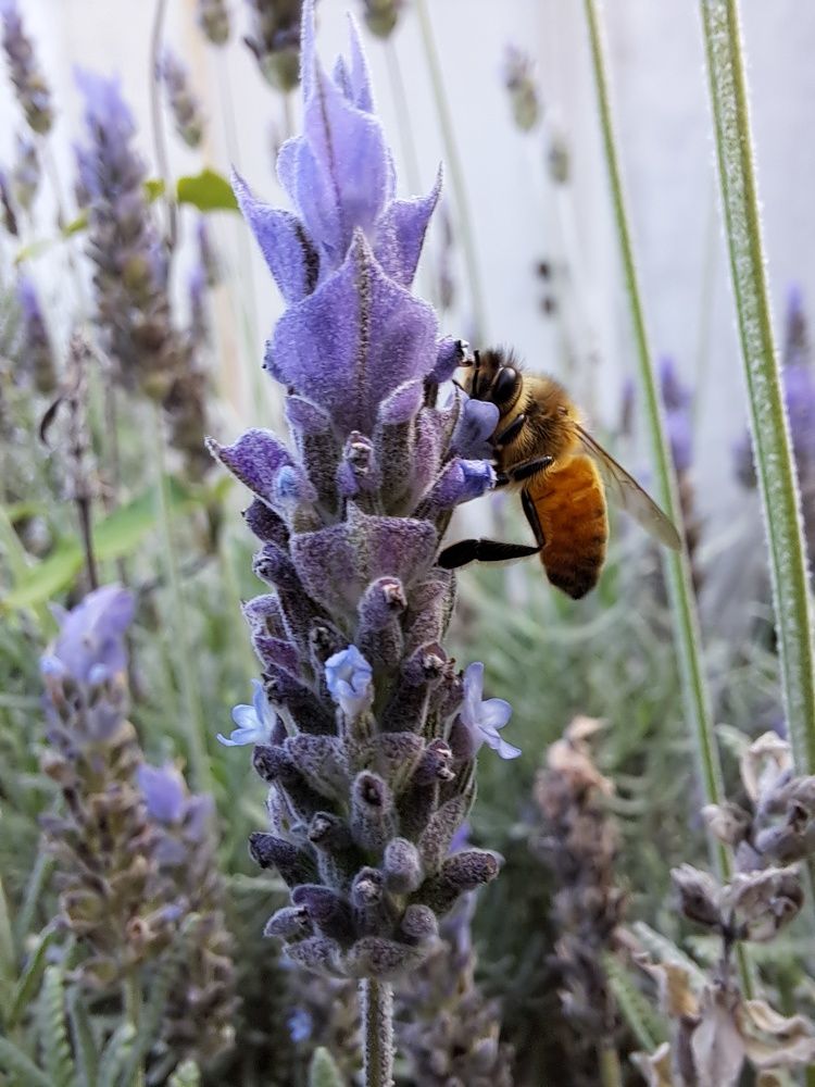 Фотография автора gustavo pecelis