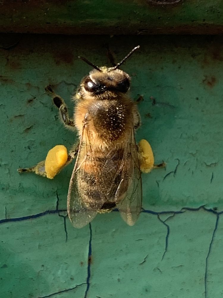 Труженица пчела