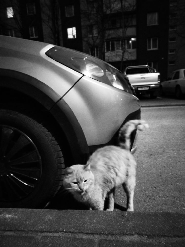 Photograph by Darya