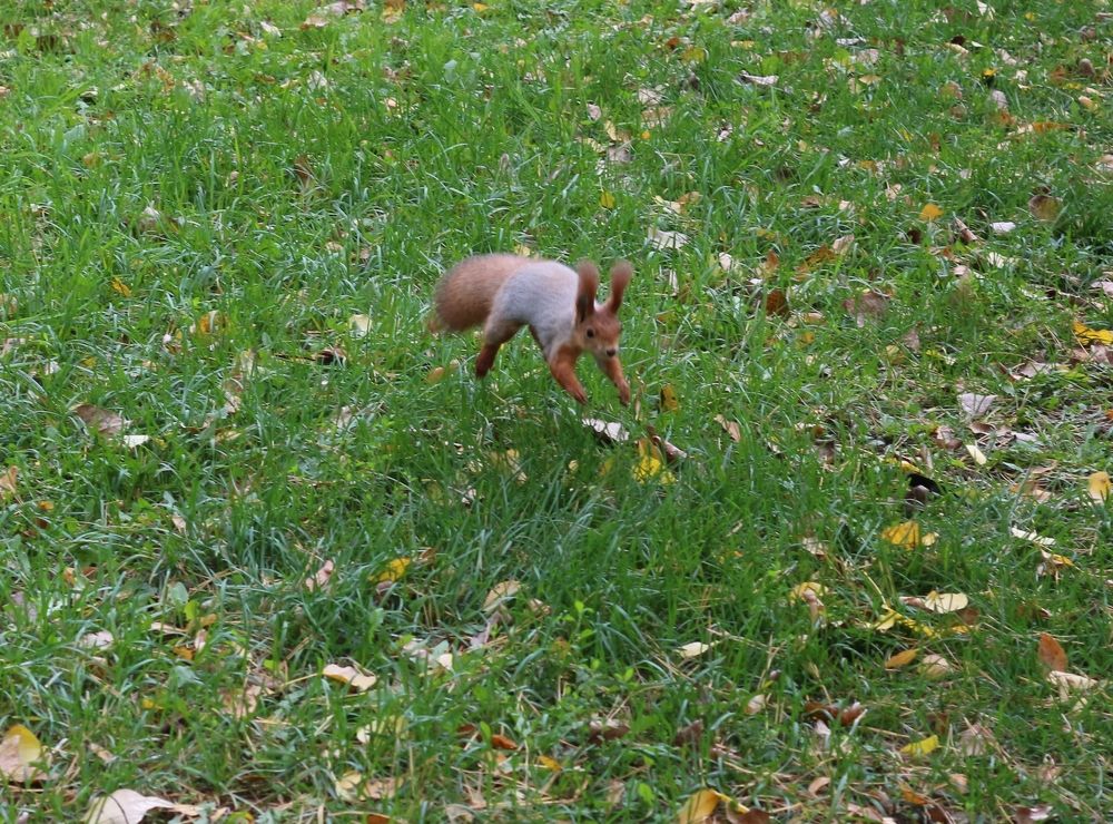 Photograph by АЛЛА ТАРАСЕНКО