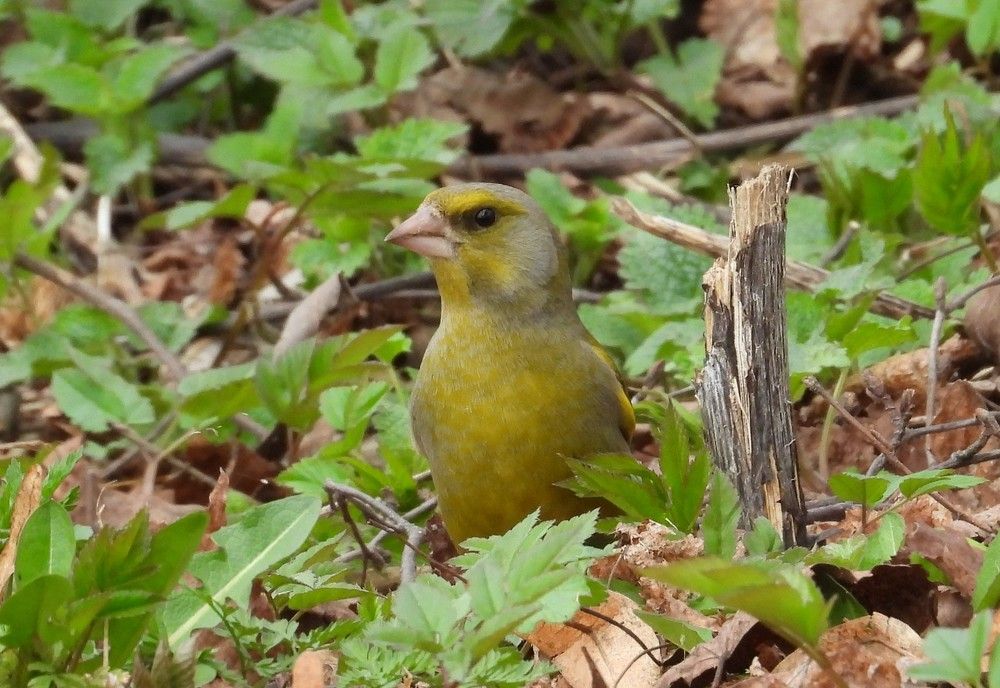 Зеленушка - Chloris chloris