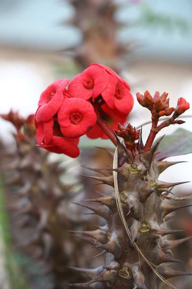 Photograph by youbraj bhusal