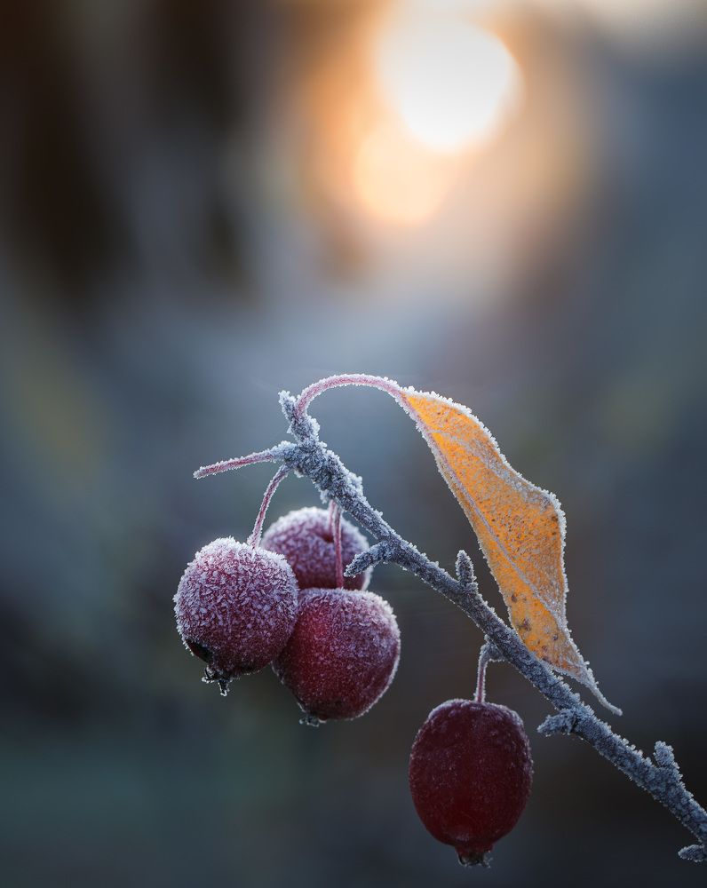 Морозное утро