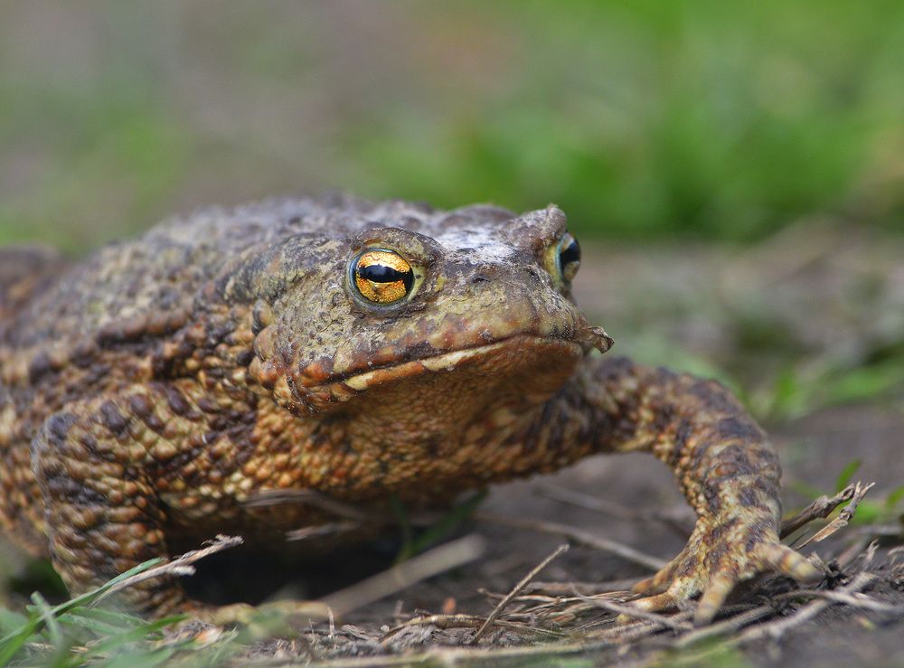 Целеустремленность.