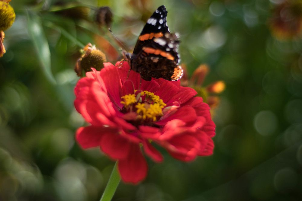 Photograph by Диана Янковская