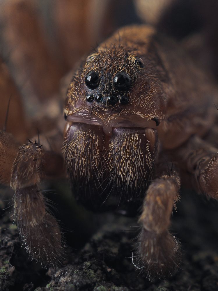 Wolf spider