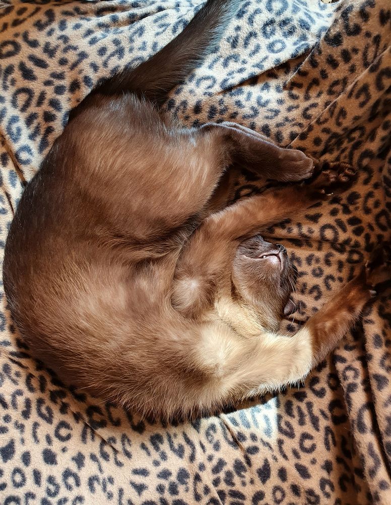 Фотография автора Надежда Лисицына