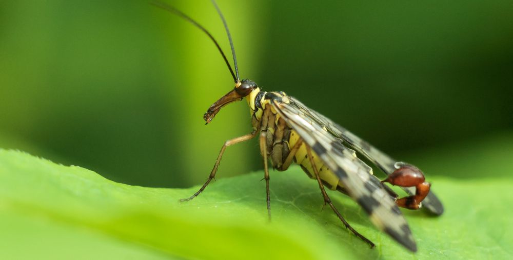 Scorpion fly on a leaf