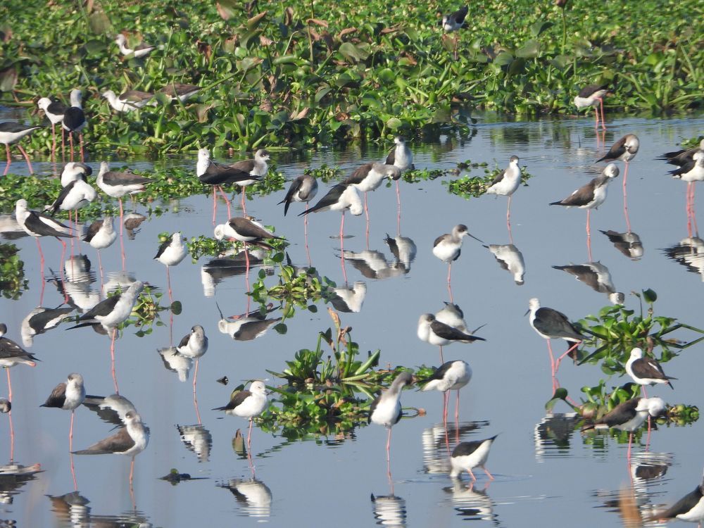 Photograph by Sougata Bhar