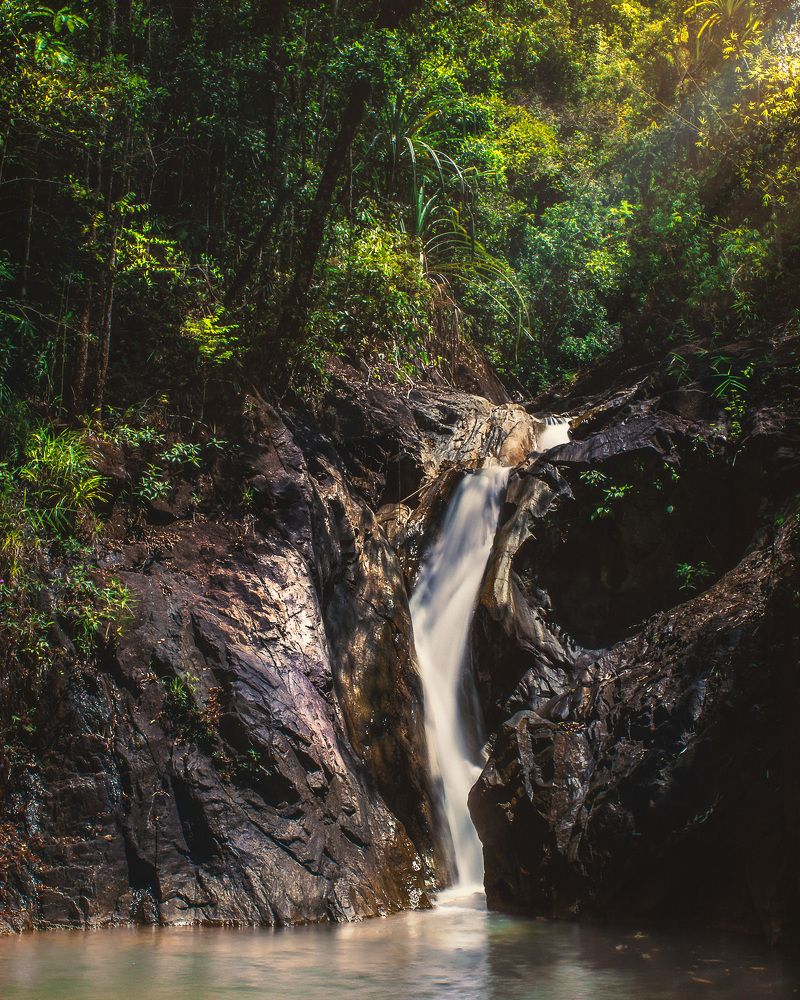 Sunny day in the jungle