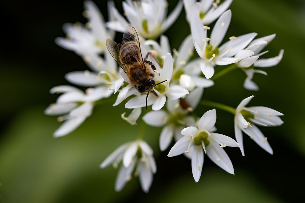 Photograph by Бистра Стоименова