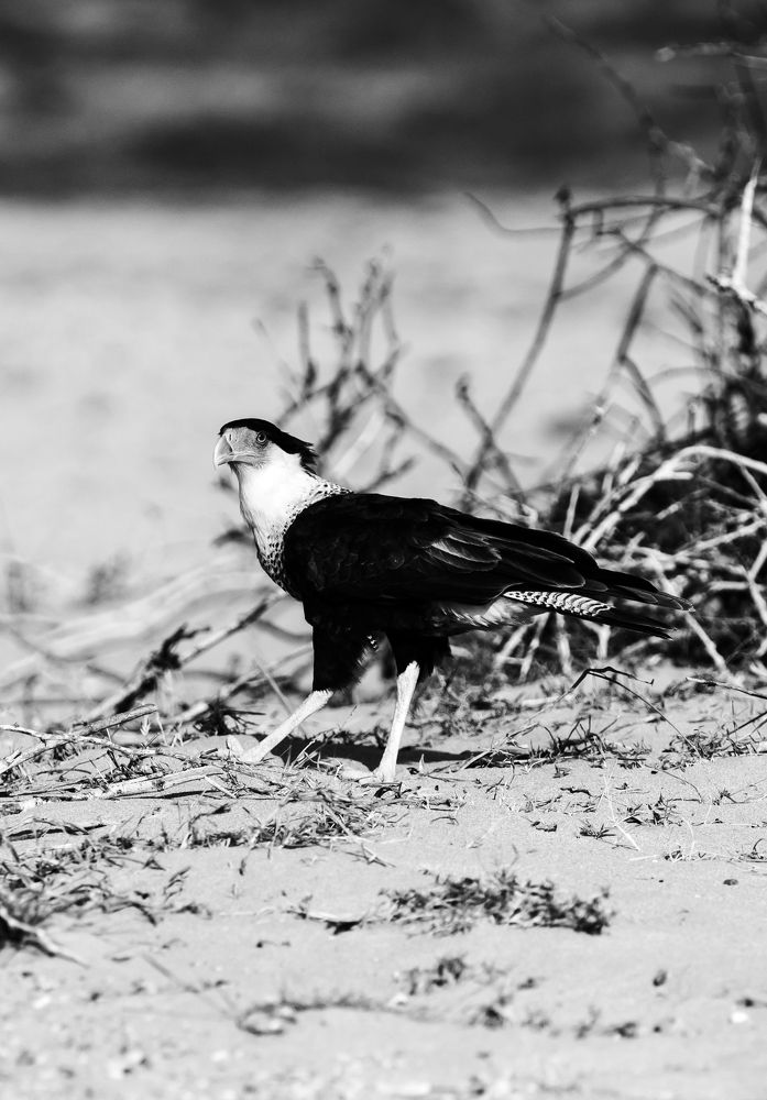 Photograph by Edson Romero