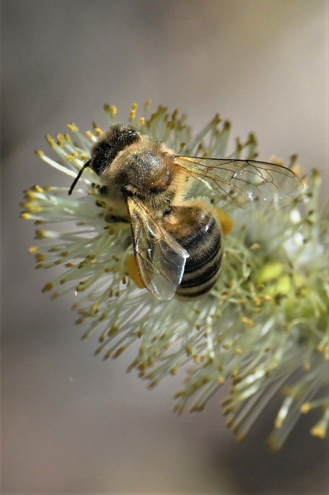 Фотография автора IRINA FILIPPOVA