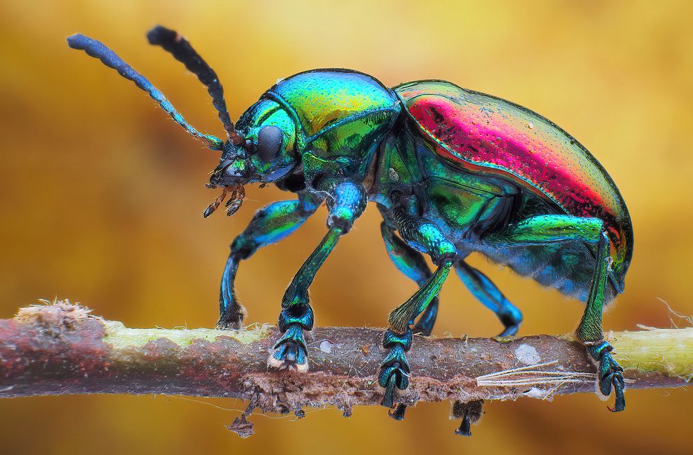 Photograph by Chen-You Li