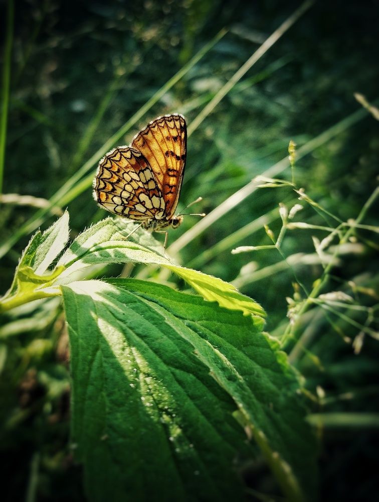 Photograph by Елена Силантьева