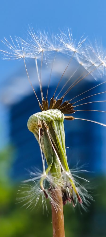 Одуванчики