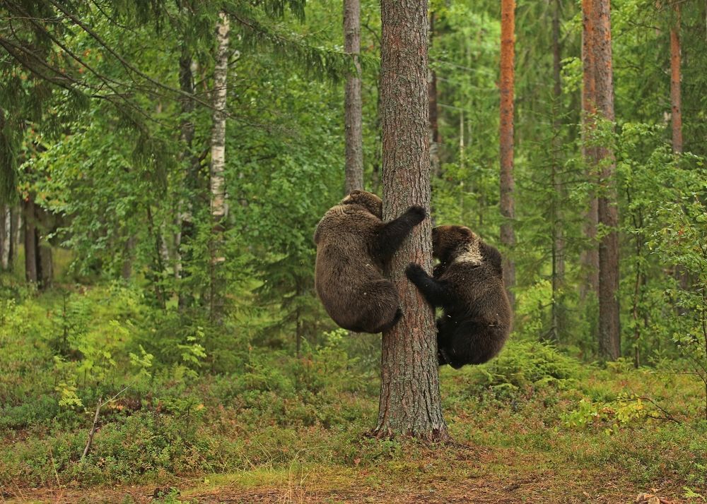 Фотография автора Юрий Кетель