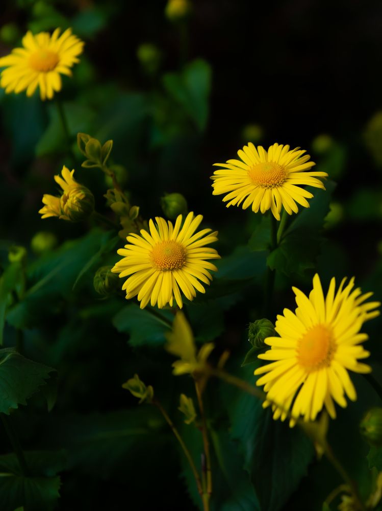 Желтые ромашки