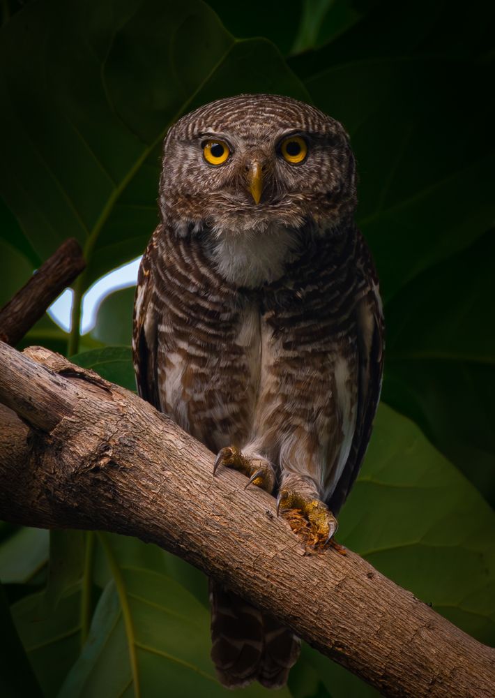 Photograph by SETHU RAJ R