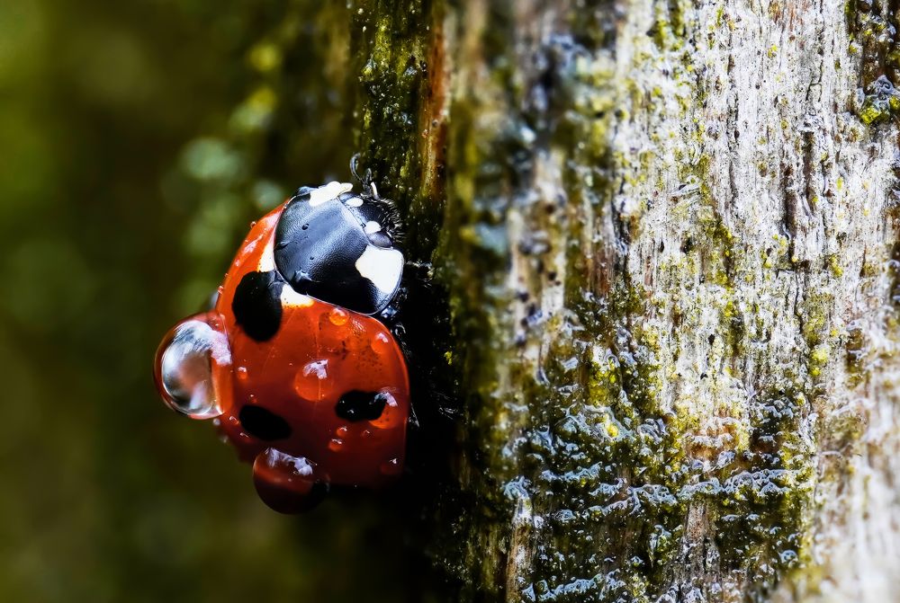 Photograph by Werner Enns