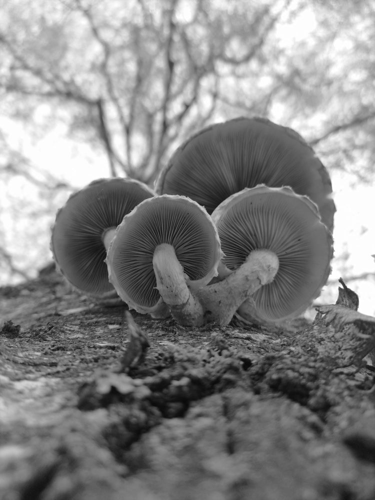 Photograph by Юлия Локалова