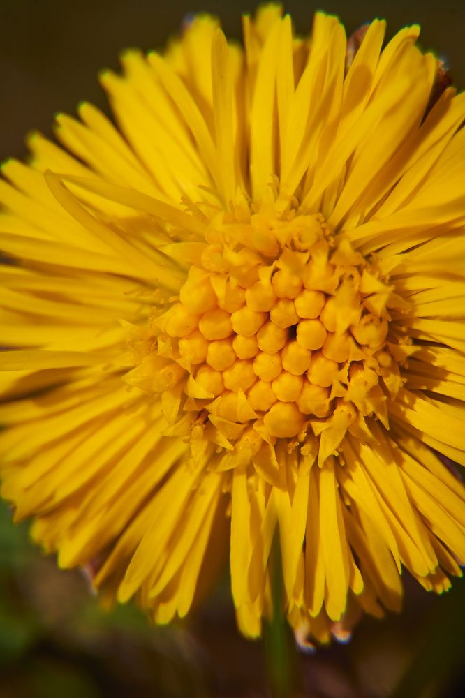 Первый гость