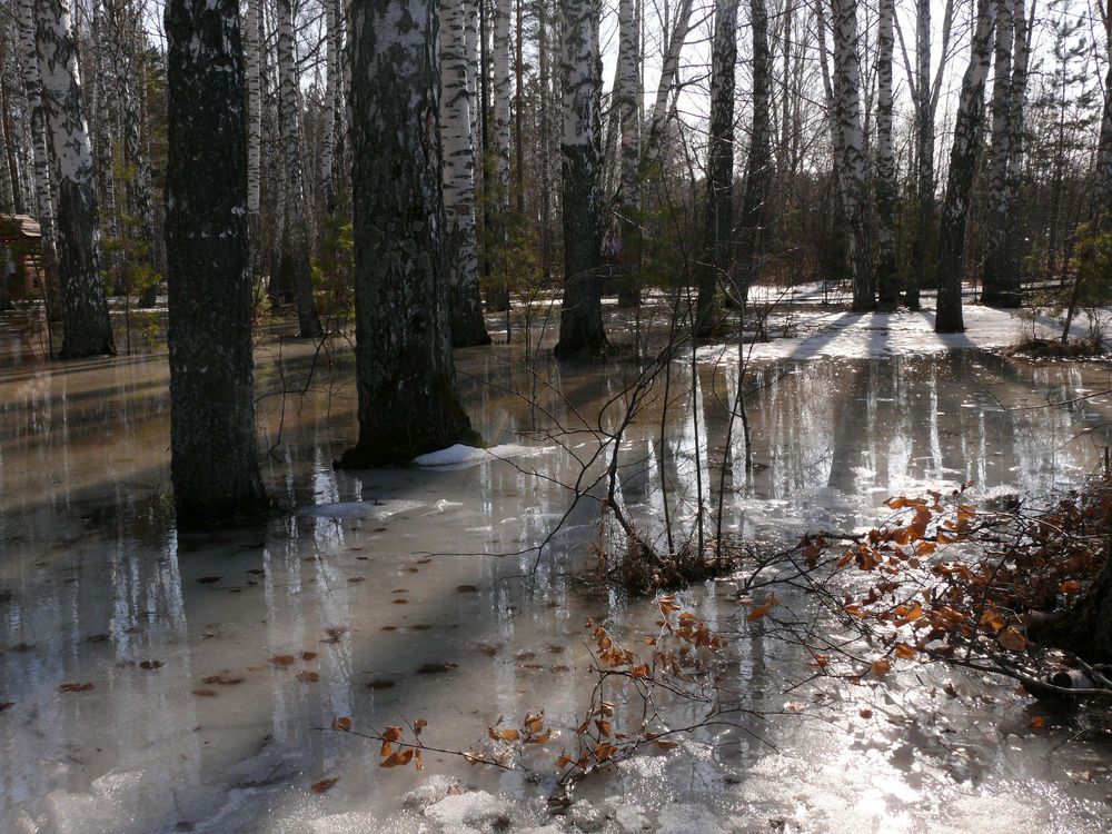 Весна в лесопарке