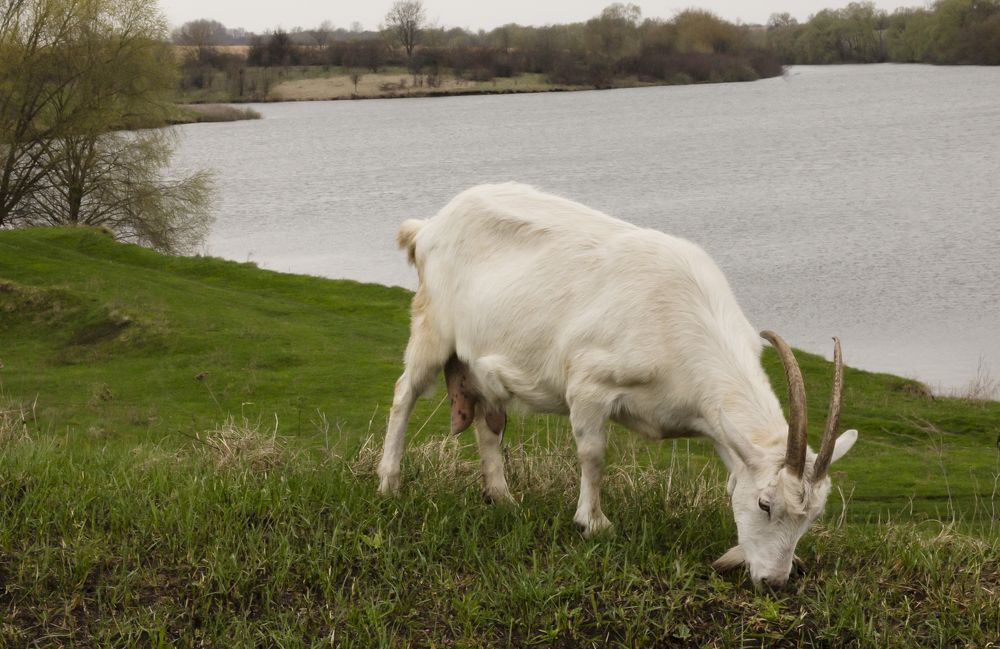 Photograph by Дарья Ващенко-Панкина