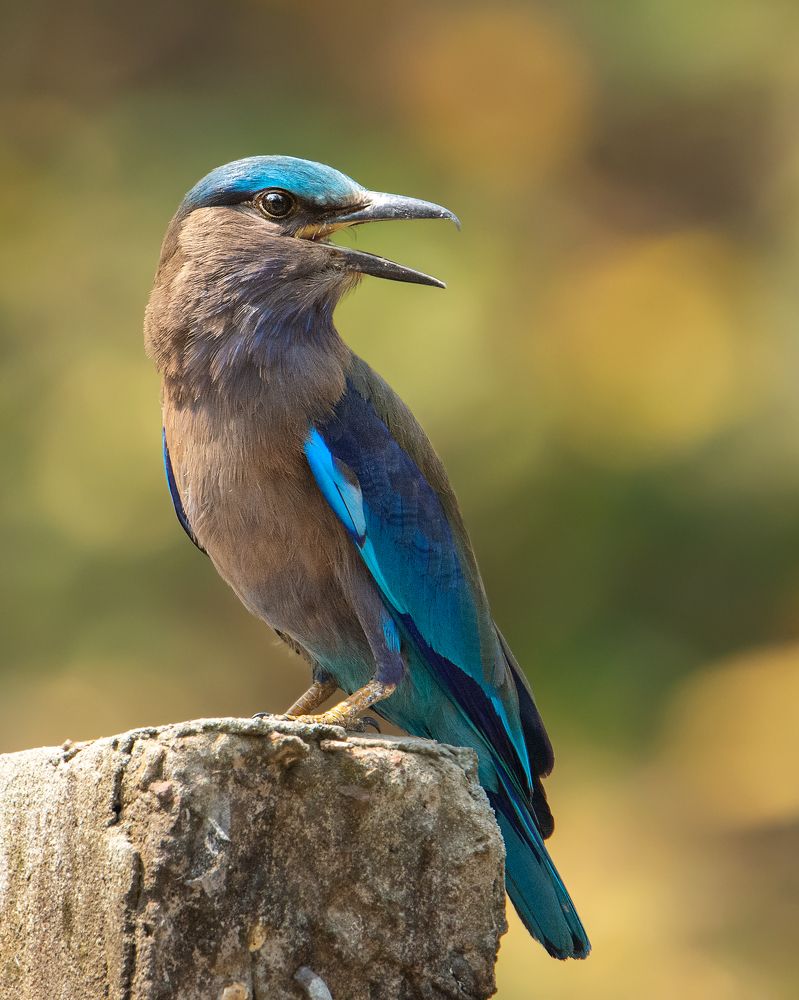 Photograph by Pinak Paul