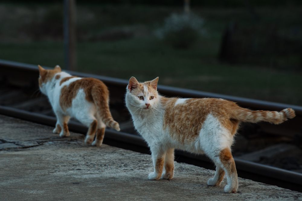 Фотография автора Алёна Подгорная