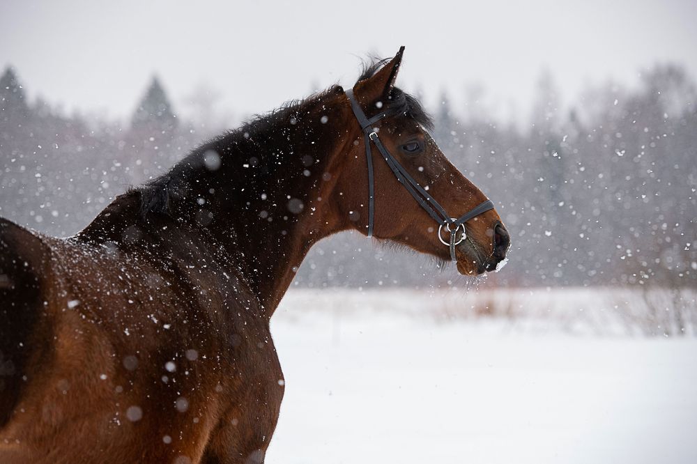 Photograph by Дарья Лисицына