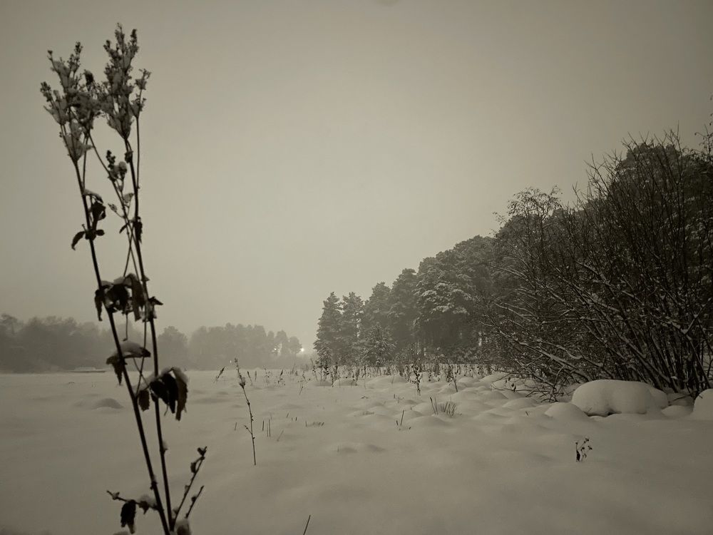 Photograph by Алина Щекотова