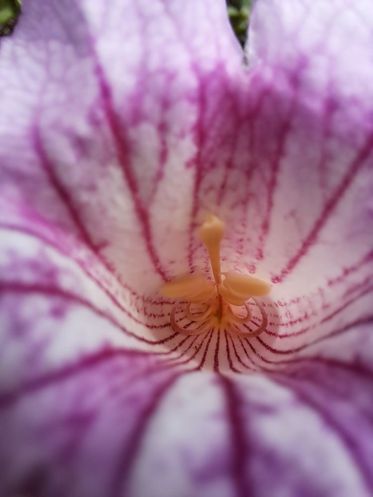 Фотография автора gustavo pecelis