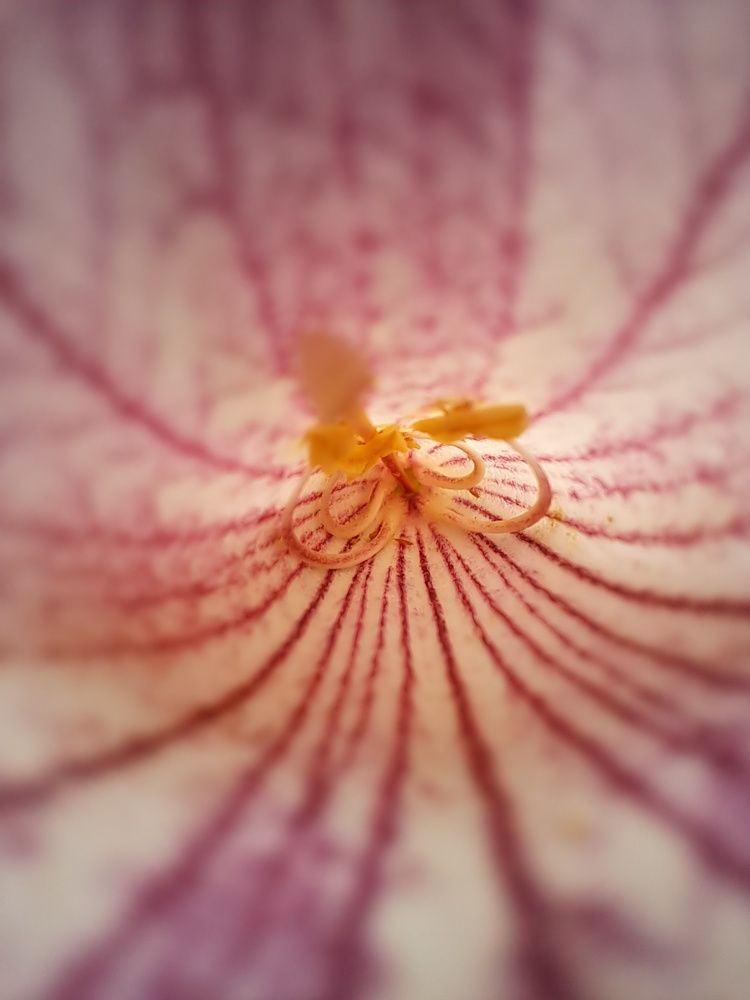 Фотография автора gustavo pecelis