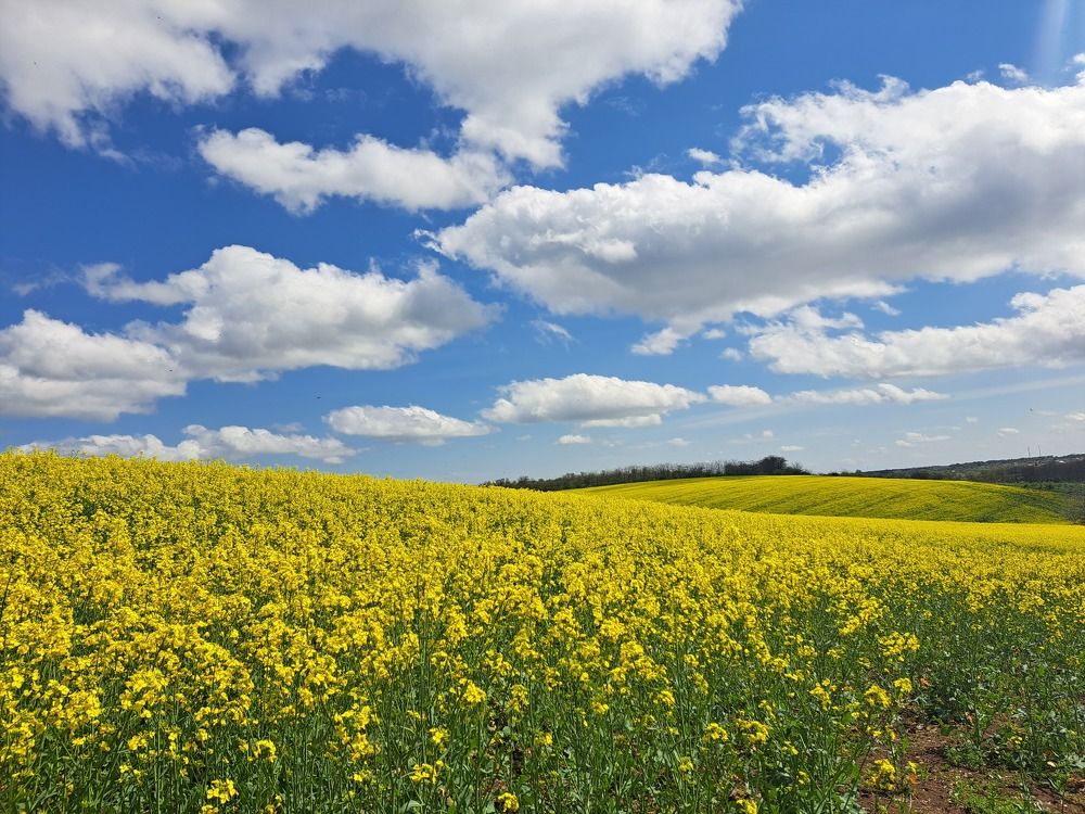 Photograph by Anna Volodina